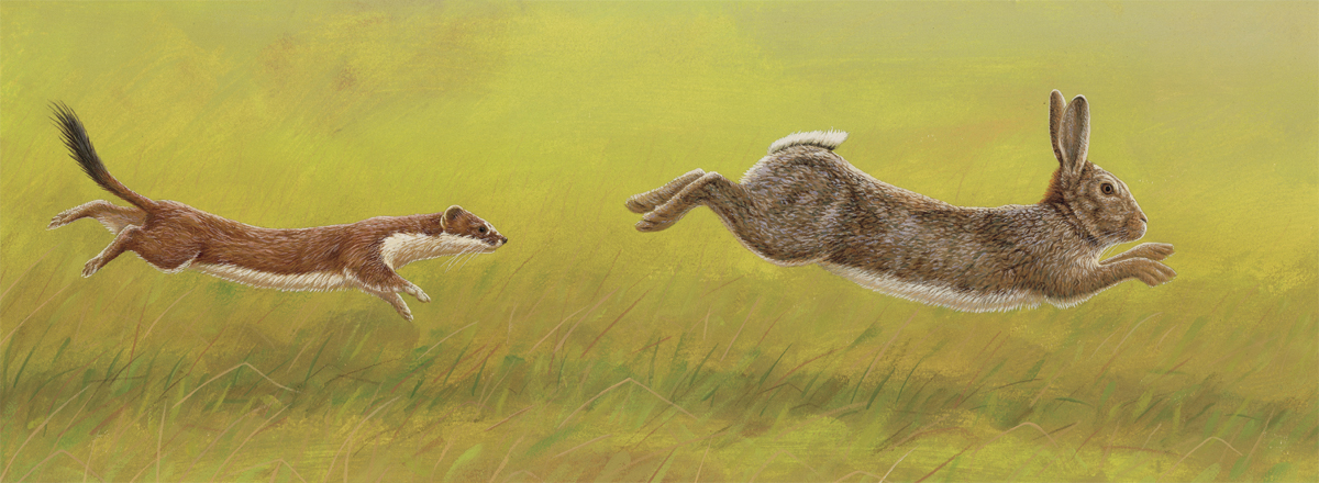 original painting of stoat chasing rabbit bigger than it is