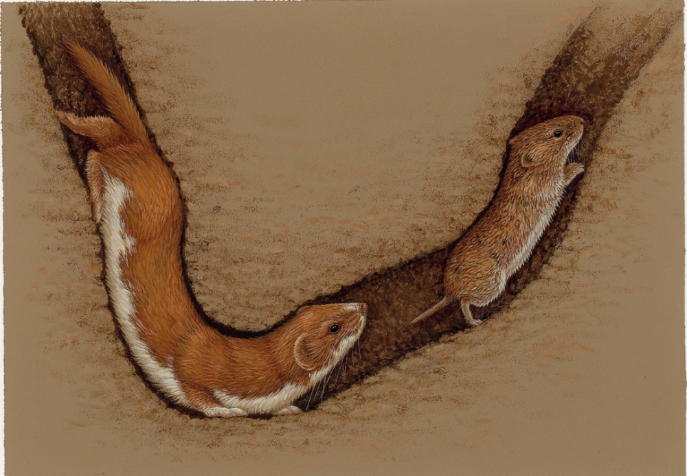 original painting of weasel 