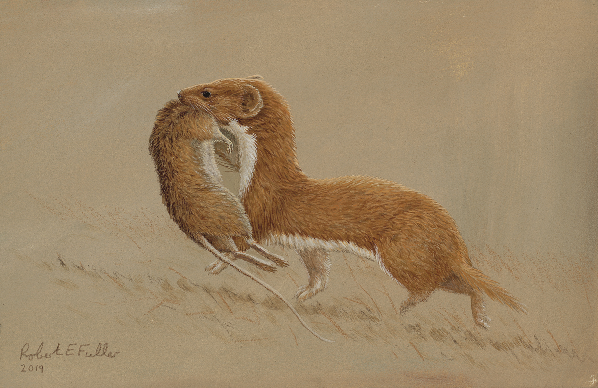 original painting of weasel