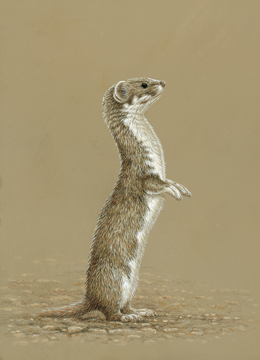 original painting weasel