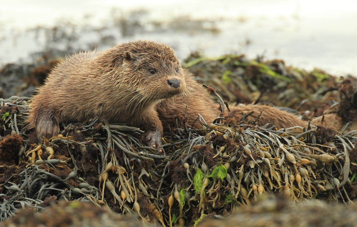 otter wildlife photo of the week