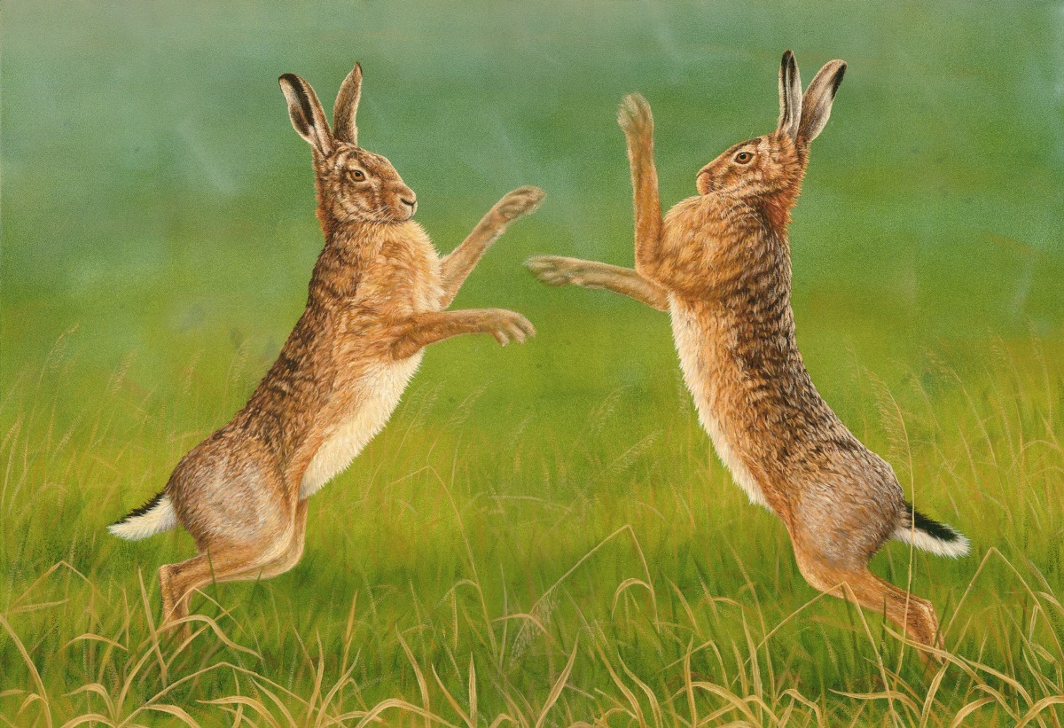 hare paintings