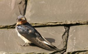 swallows wildlife photo of the week