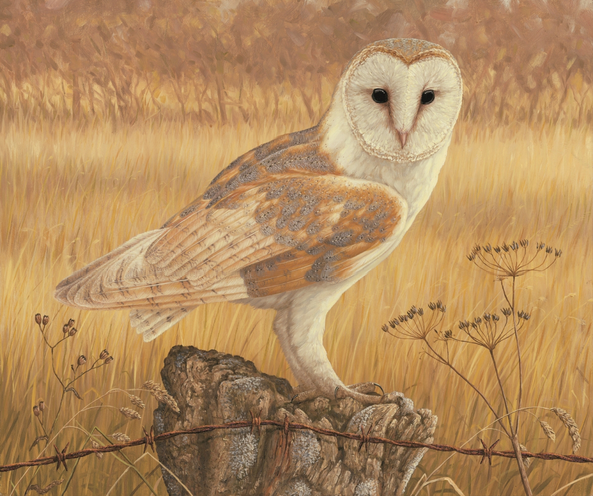 Art print of barn owl posed and looking directly out of frame against backdrop of gold/yellow winter grasses