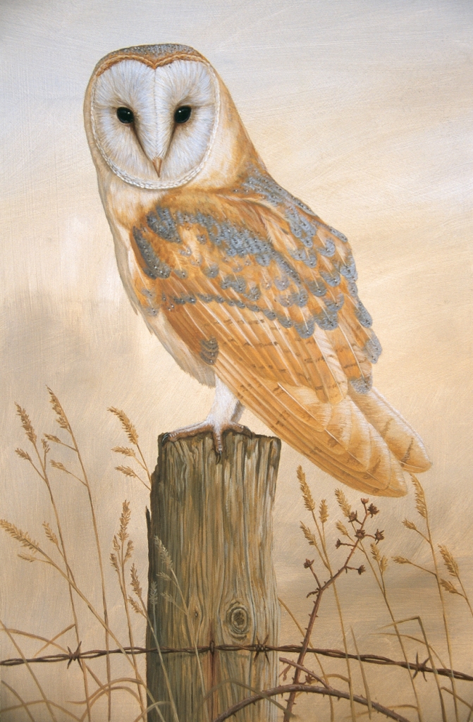 barn owl print by robert e fuller showing a barn owl perched on a fence post starting out of the picture