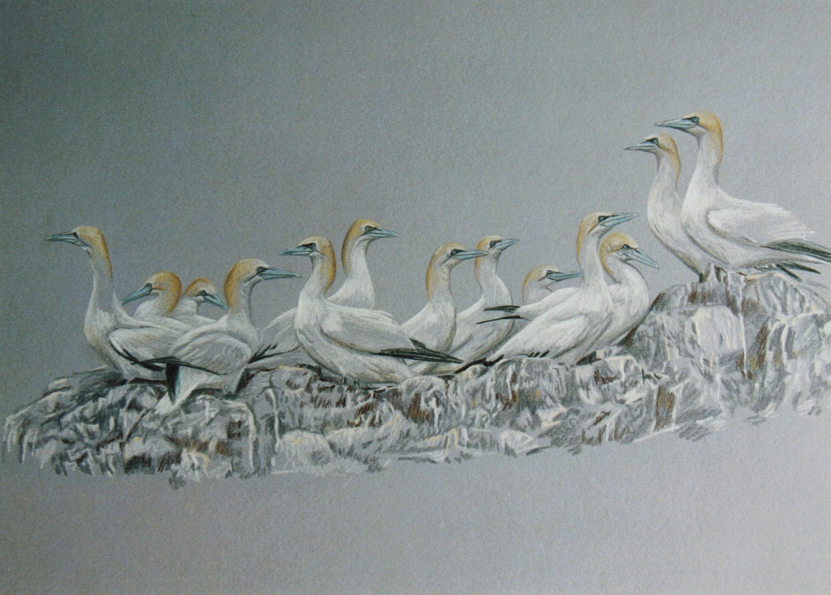 gannet painting by Robert E Fuller