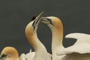gannets at rspb