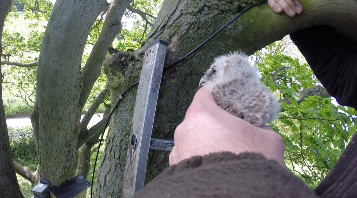 fostering tawny owl chick