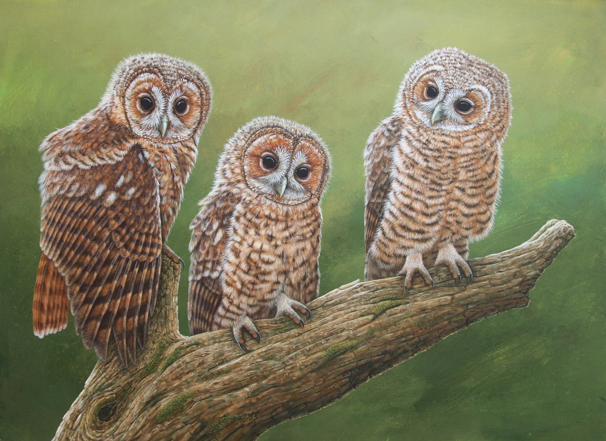 tawny owl art print by robert e fuller showing three tawny owl chicks perched on a branch