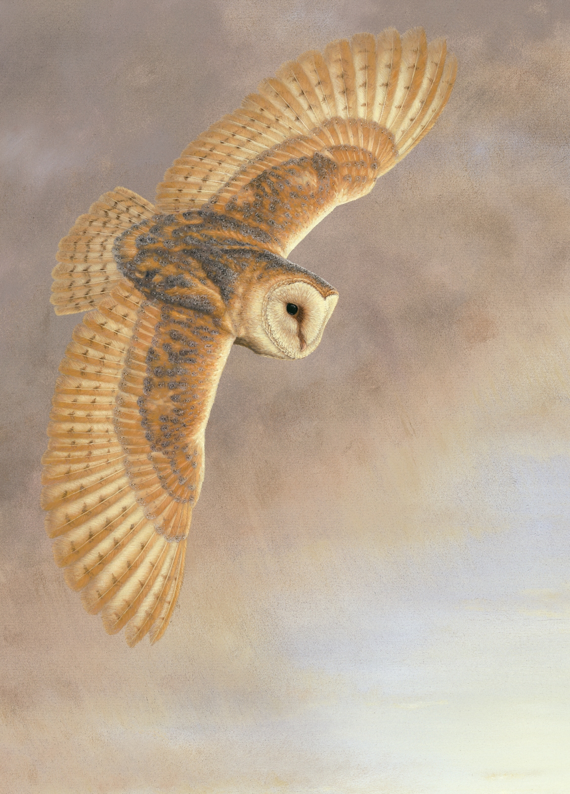 owl art print by robert e fuller featuring a barn owl in flight its wings spanned against a darkening sky