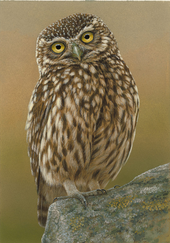 little owl art print by robert e fuller showing little owl perched on rock and staring straight out of frame