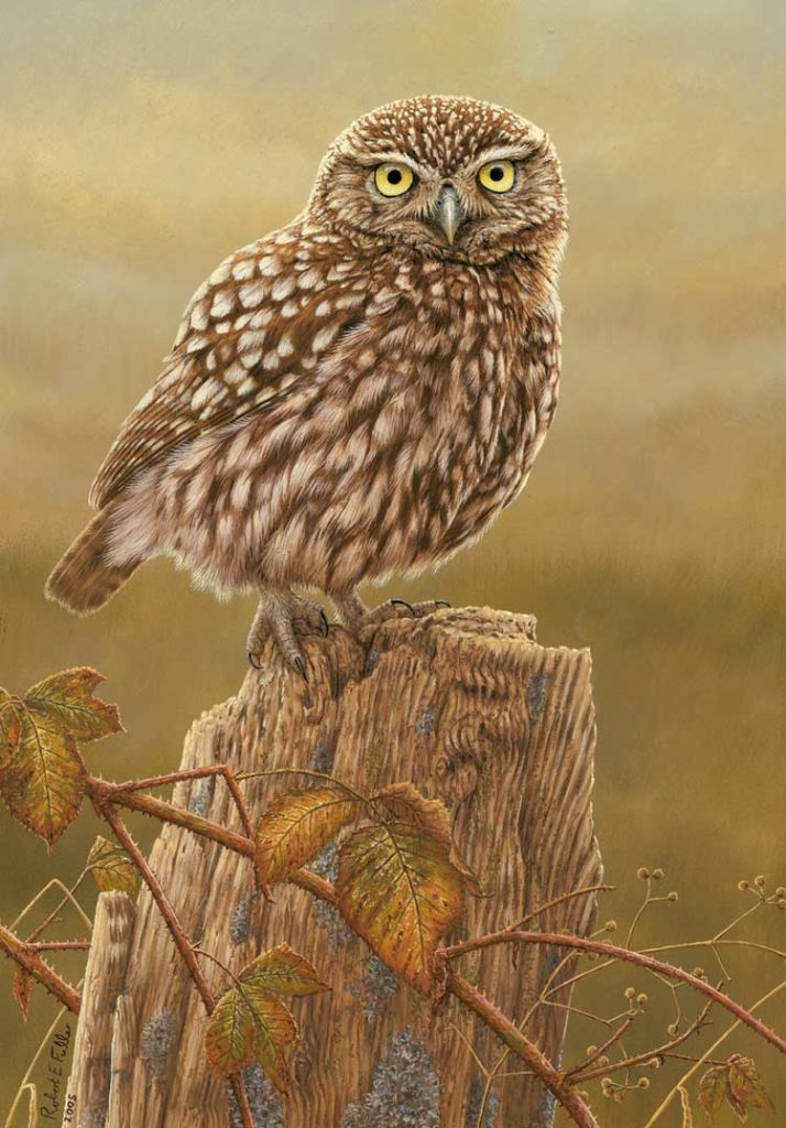 little owl art print by robert e fuller with little owl perched on fence post 
