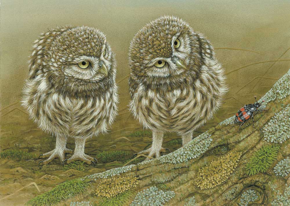 little owl art print by robert e fuller with two little owls at the base of a tree watching a beetle