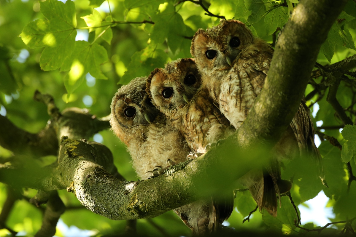 fostering tawny owls