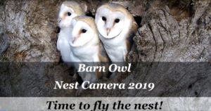 barn owl chicks fly
