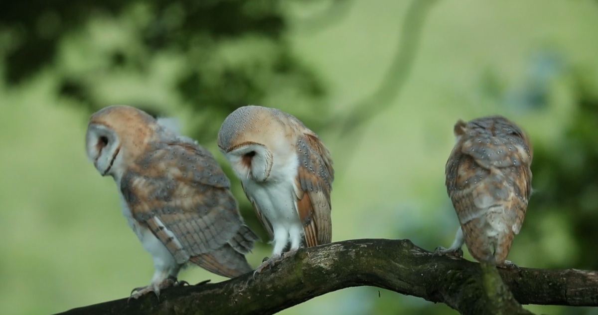 barn owl chicks fly free