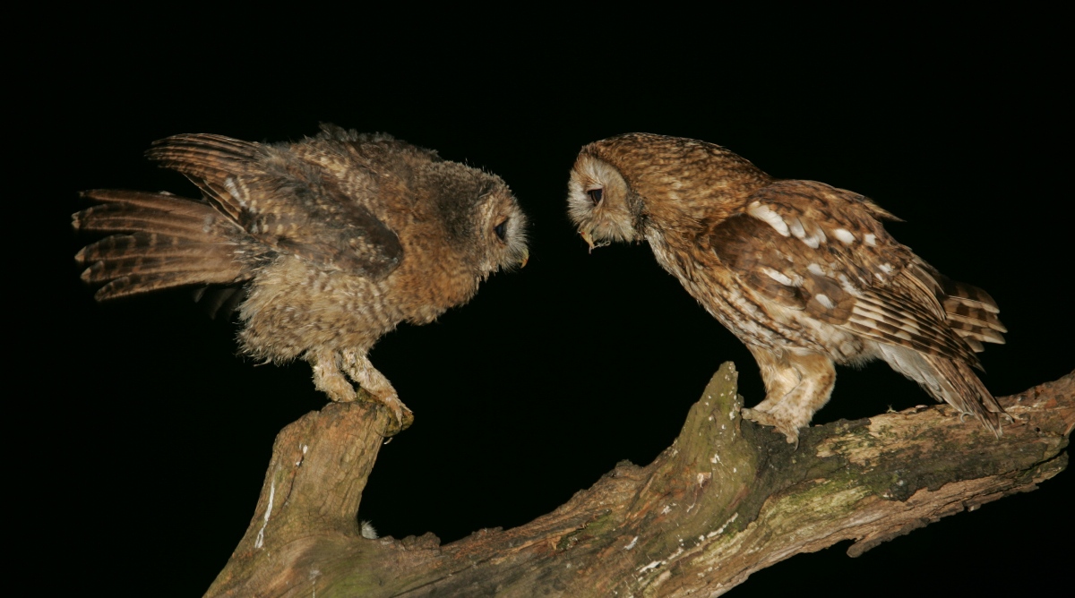 fostering tawny owls