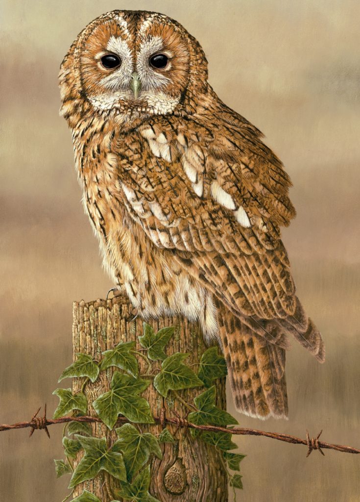 art print by robert e fuller showing a tawny owl perched on fence post covered in ivy