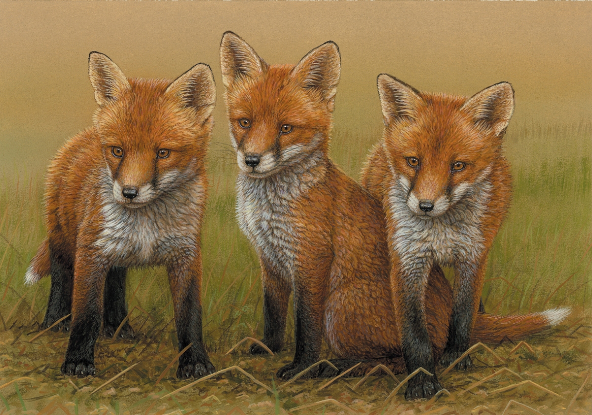 fox cubs wildlife painting of week