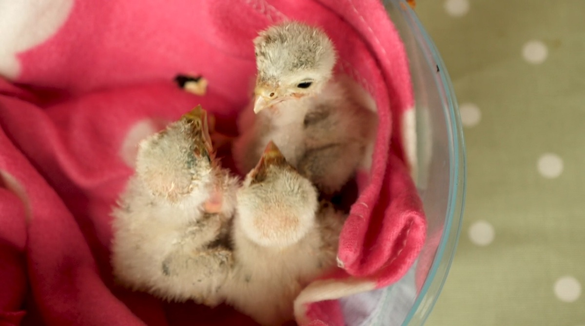 rescue of kestrel chicks