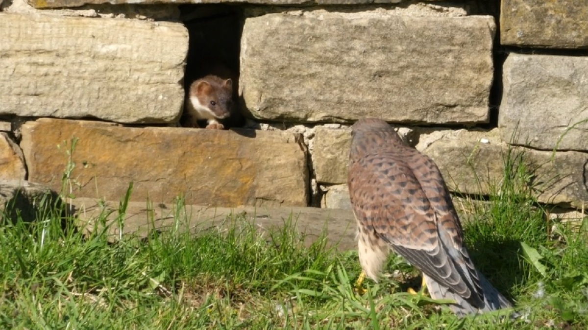 kestrel and stoat stand off