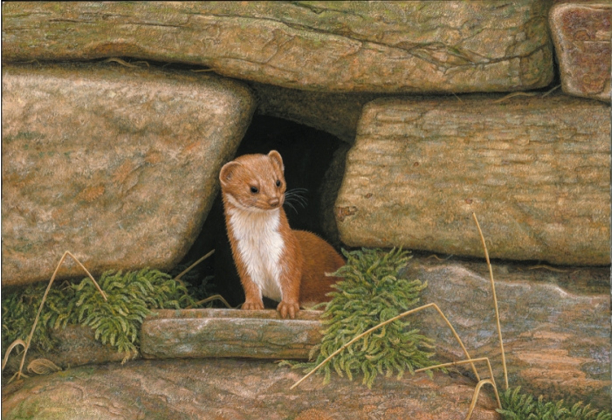 detailed painting of weasel looking out from stone wall