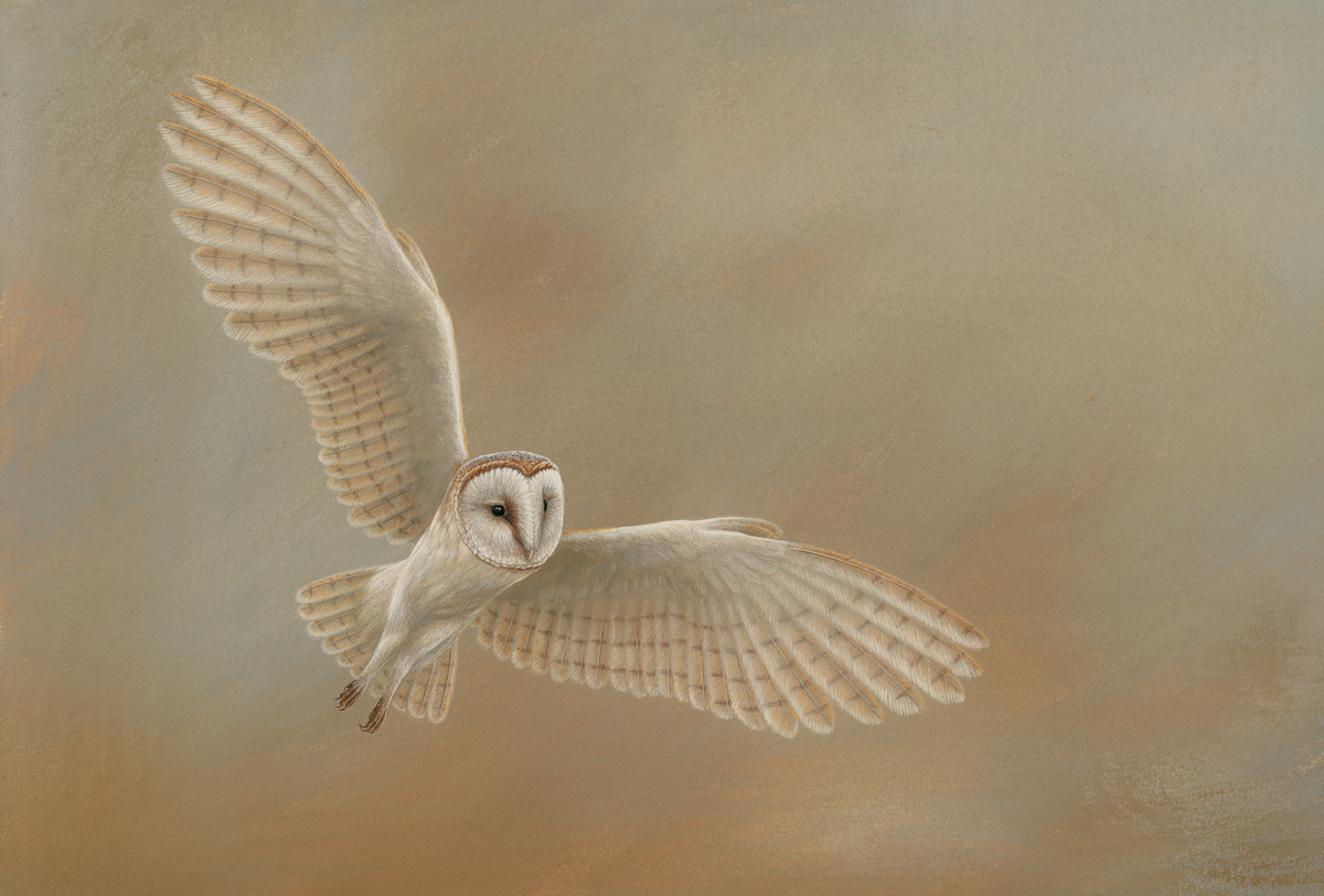 painting of a barn owl its wings outstretched in flight