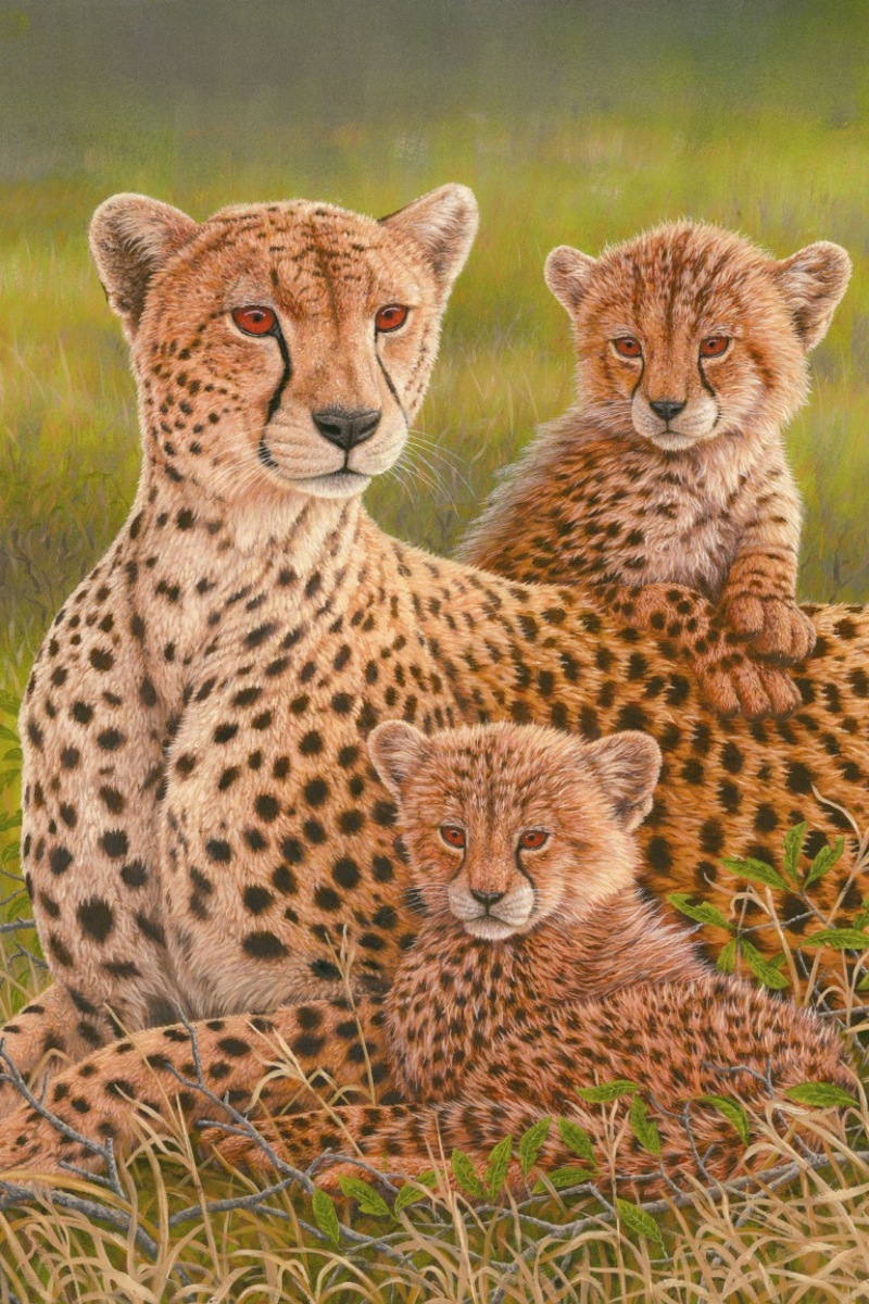 cheetah wildlife painting of the week