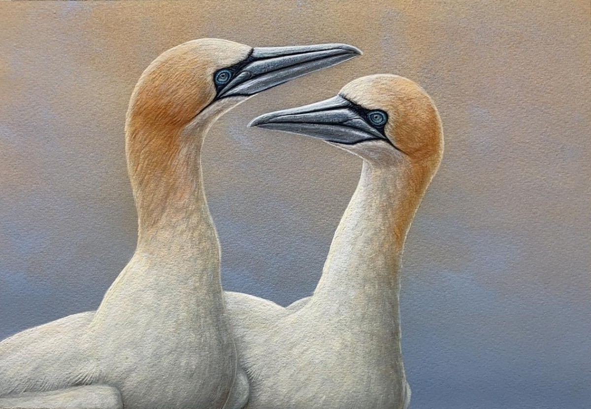 gannets painted on east coast of yorkshire