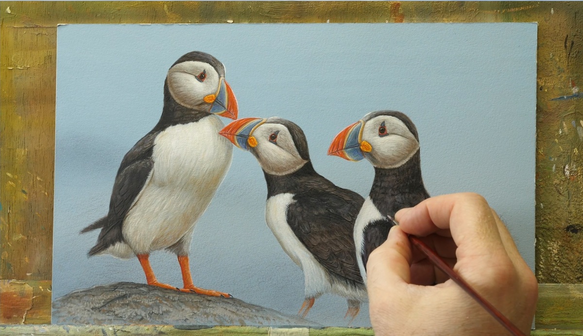 wildlife painting of the week puffin
