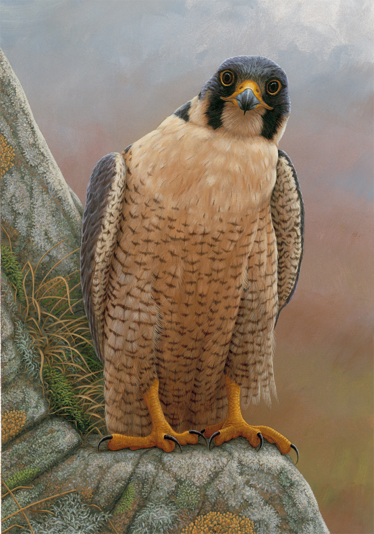 Peregrine Falcon Original Painting by Robert E Fuller