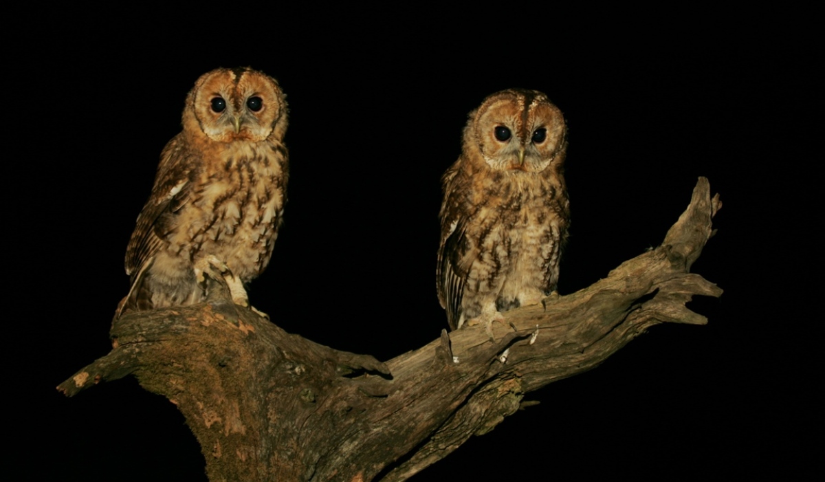 three precious tawny owlets