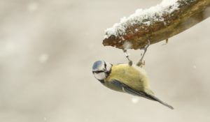 photo of the week blue tit