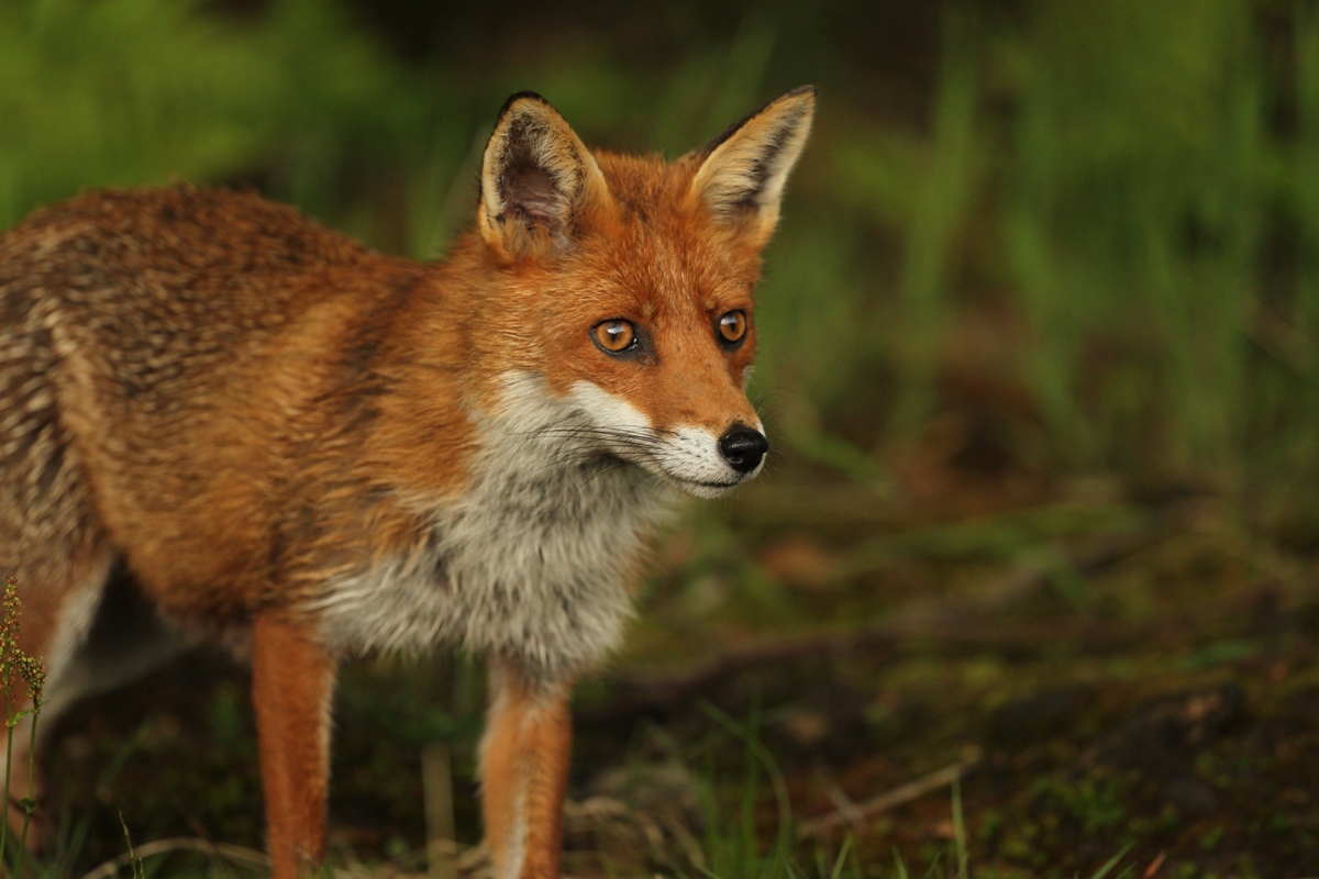 photo of the week fox