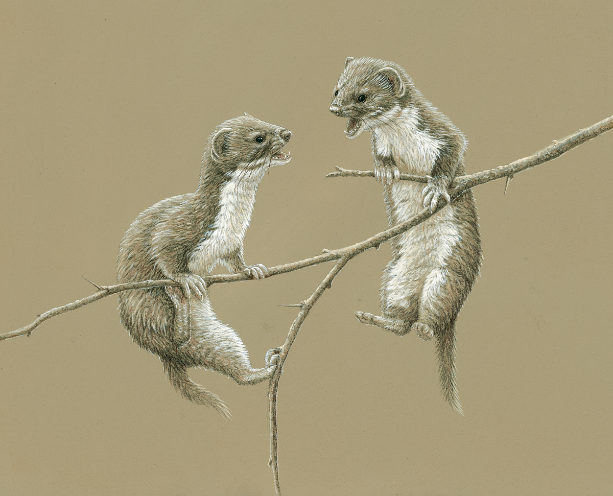 painting in pencil and acrylic two weasel kits balancing on tiny branch