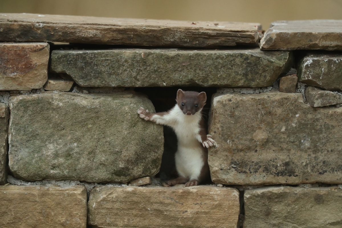 tracking down stoat for TV