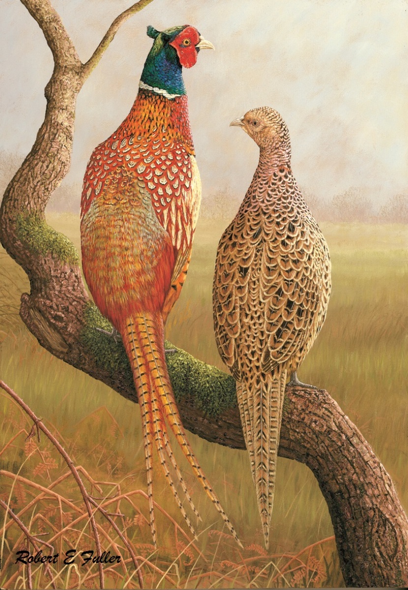 painting of male and female pheasant perched on branch facing one another