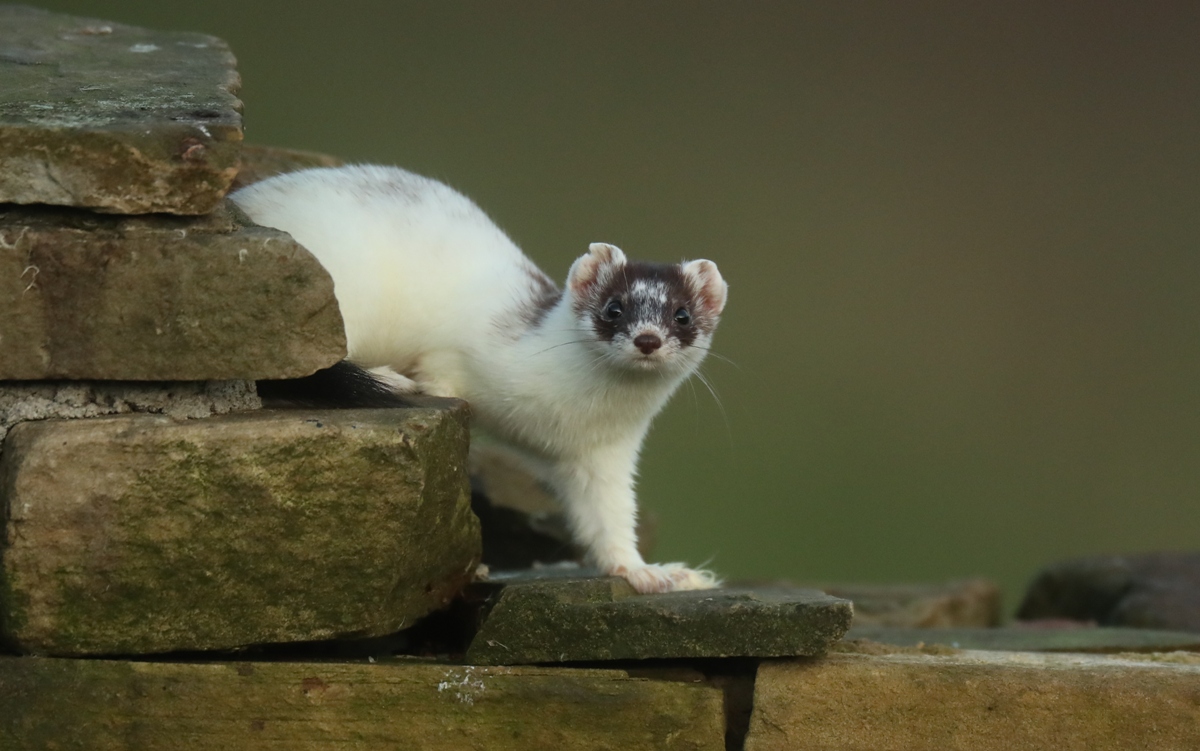 Turning white for winter | charting bandita the stoat's story - Wildlife  Artist Robert E Fuller