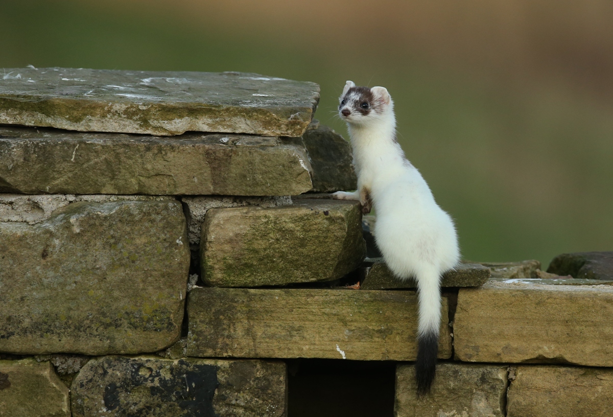 stoats wear white for winter