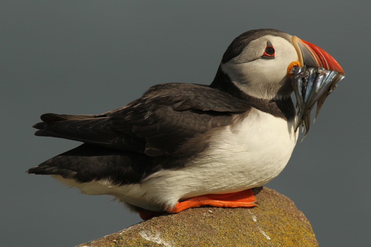 wildlife photo of the week puffin