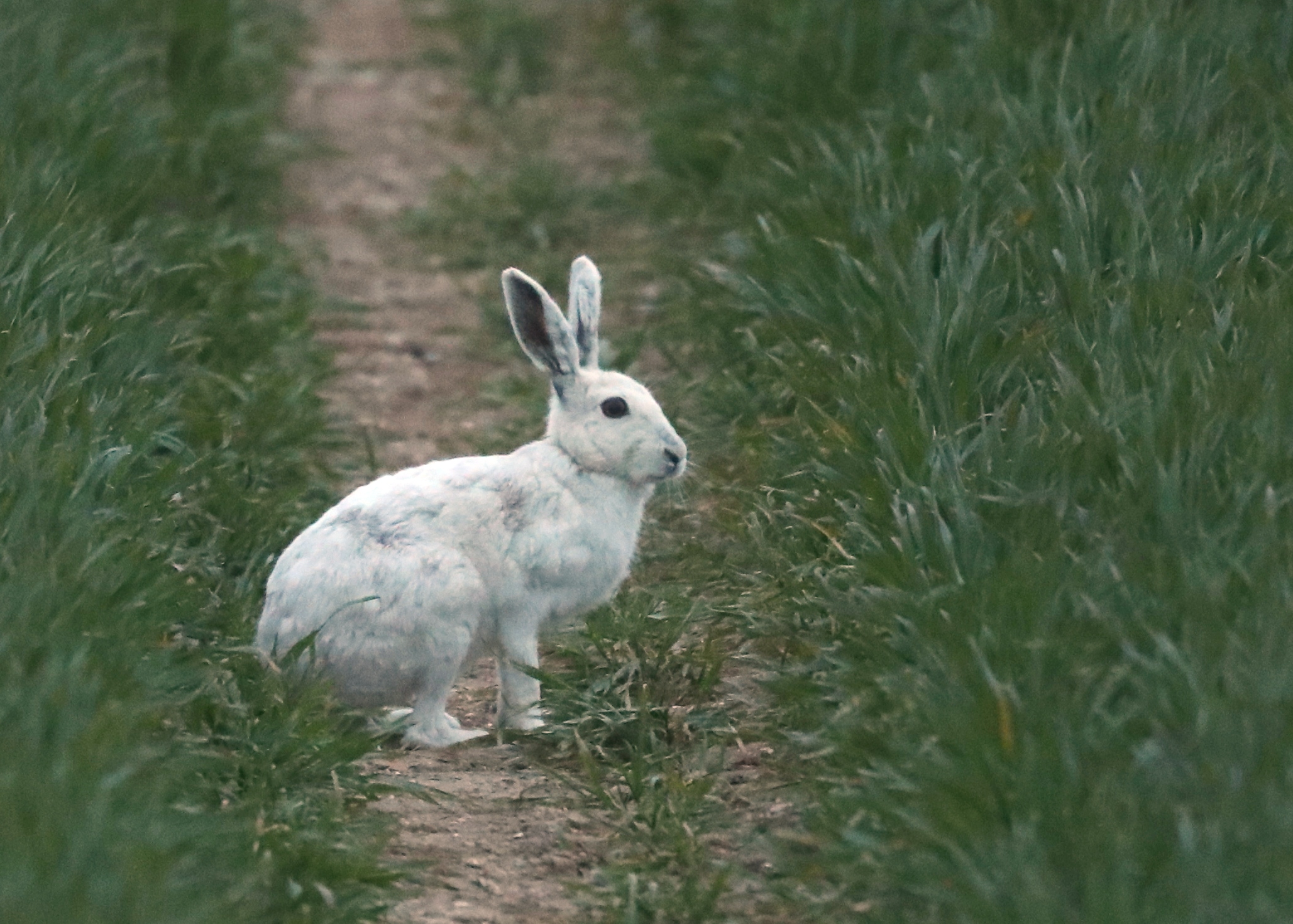 white hare at easter