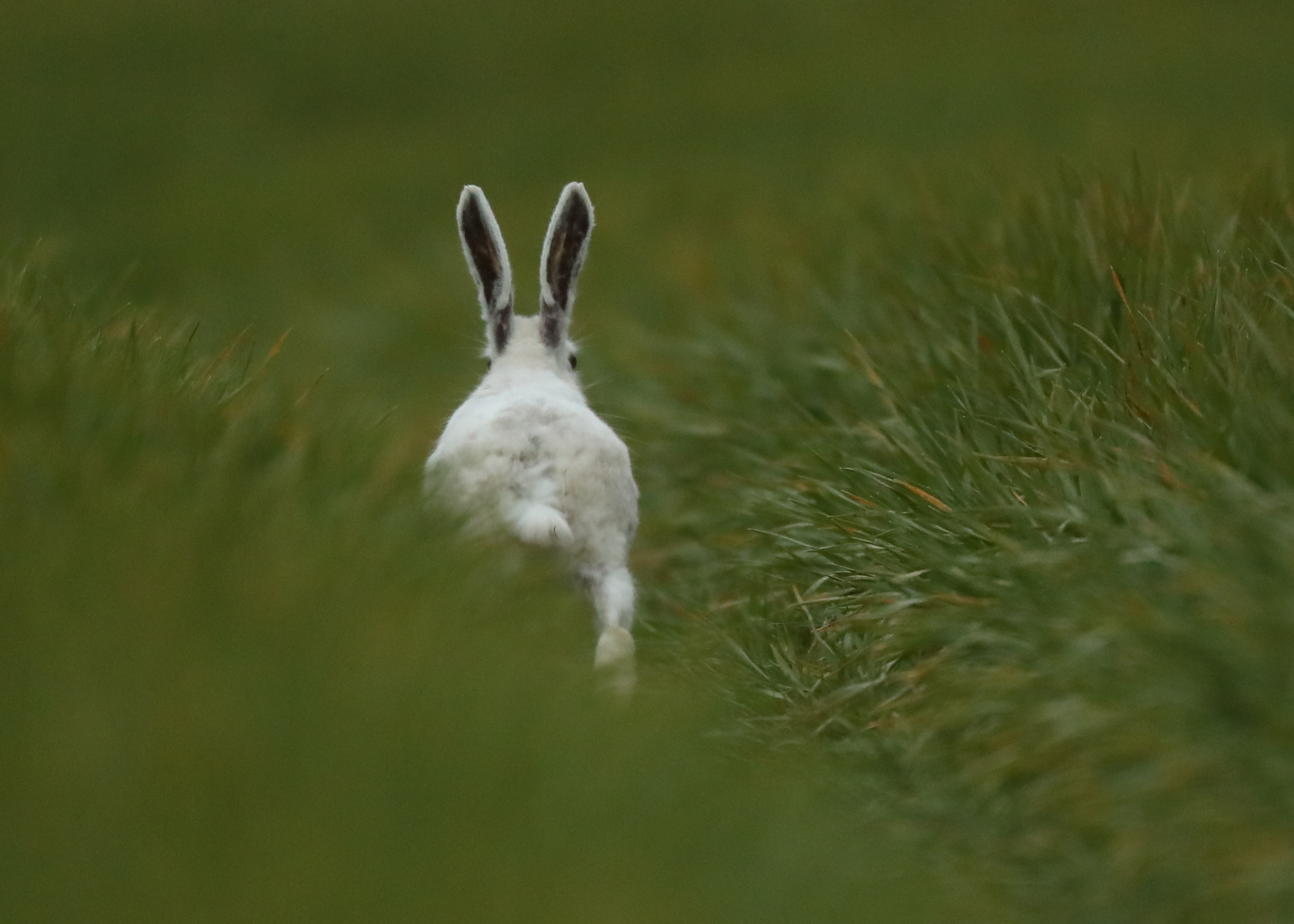 a white hare at easter