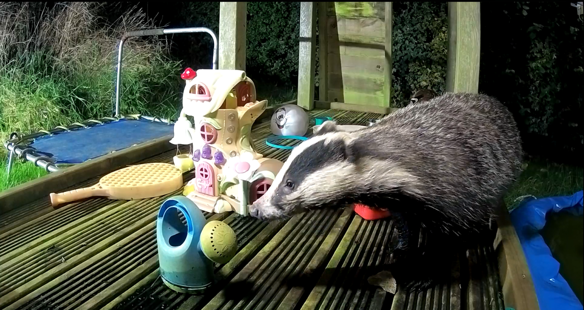 badgers wildlife share kids playground