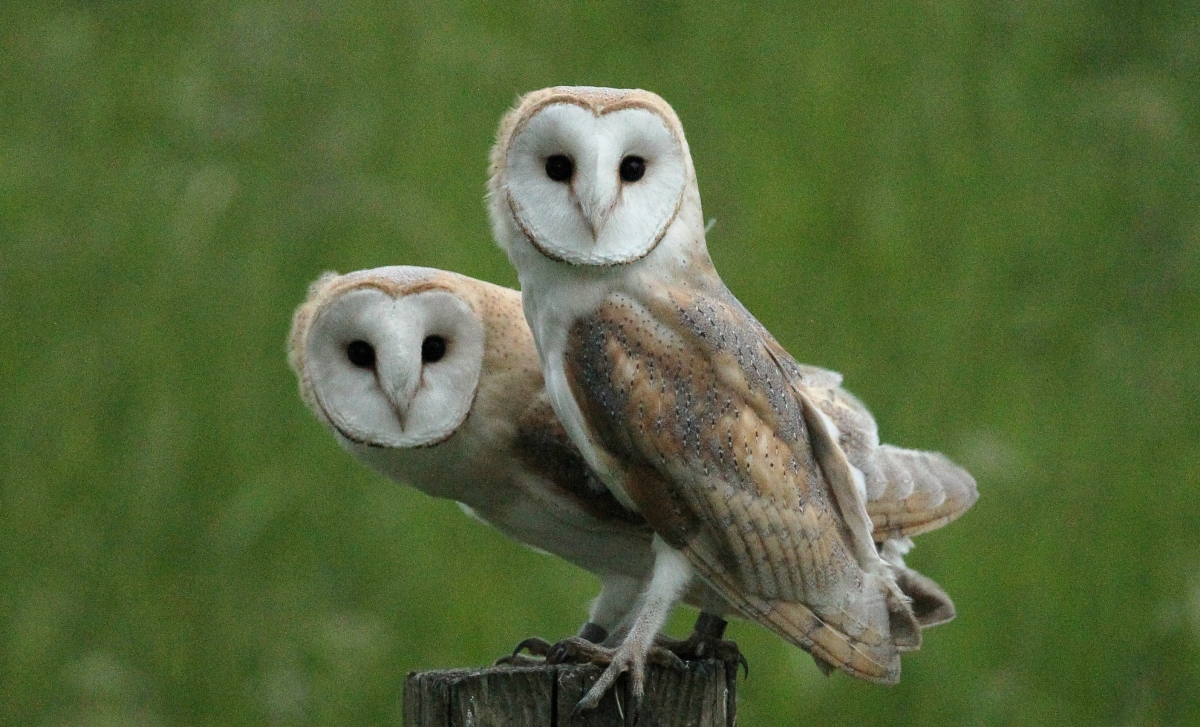 barn owl pair perched on fencepost looking straight at viewer