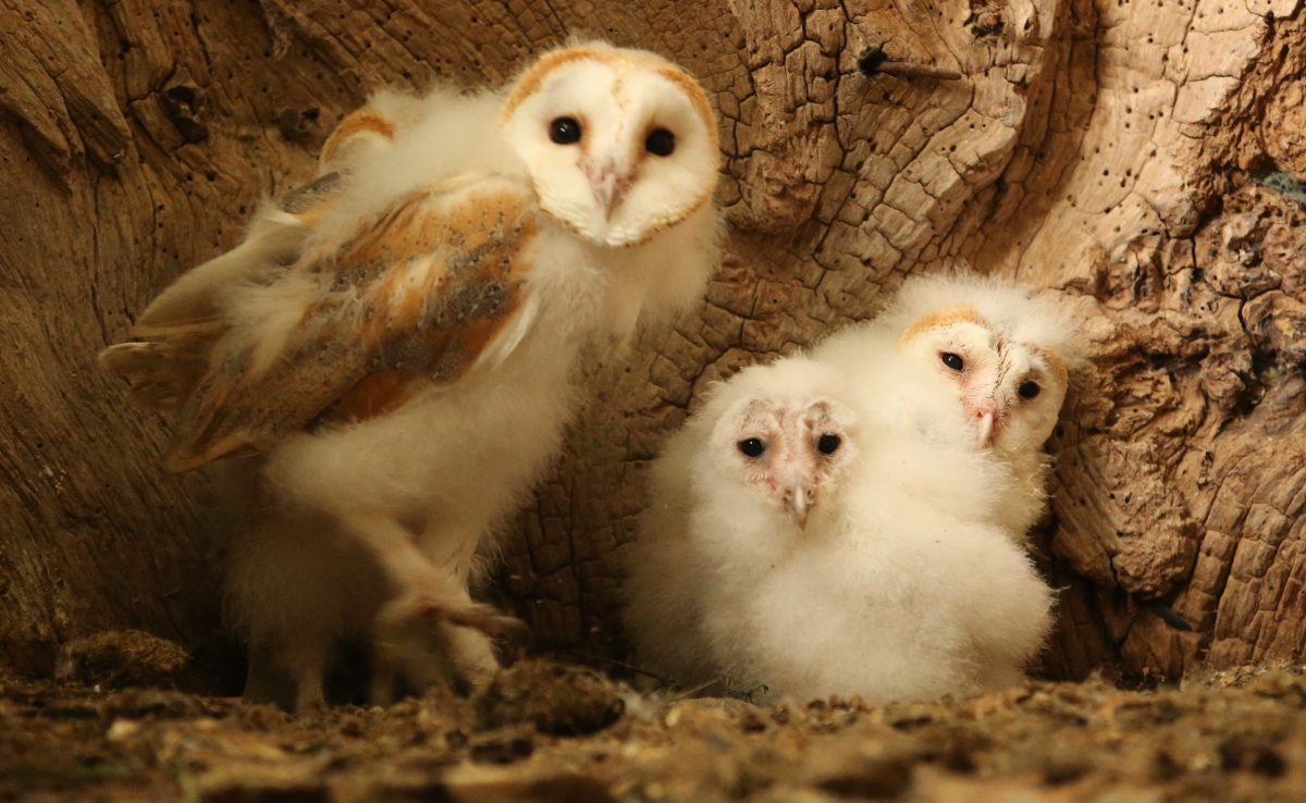Barn owl chicks inside nest