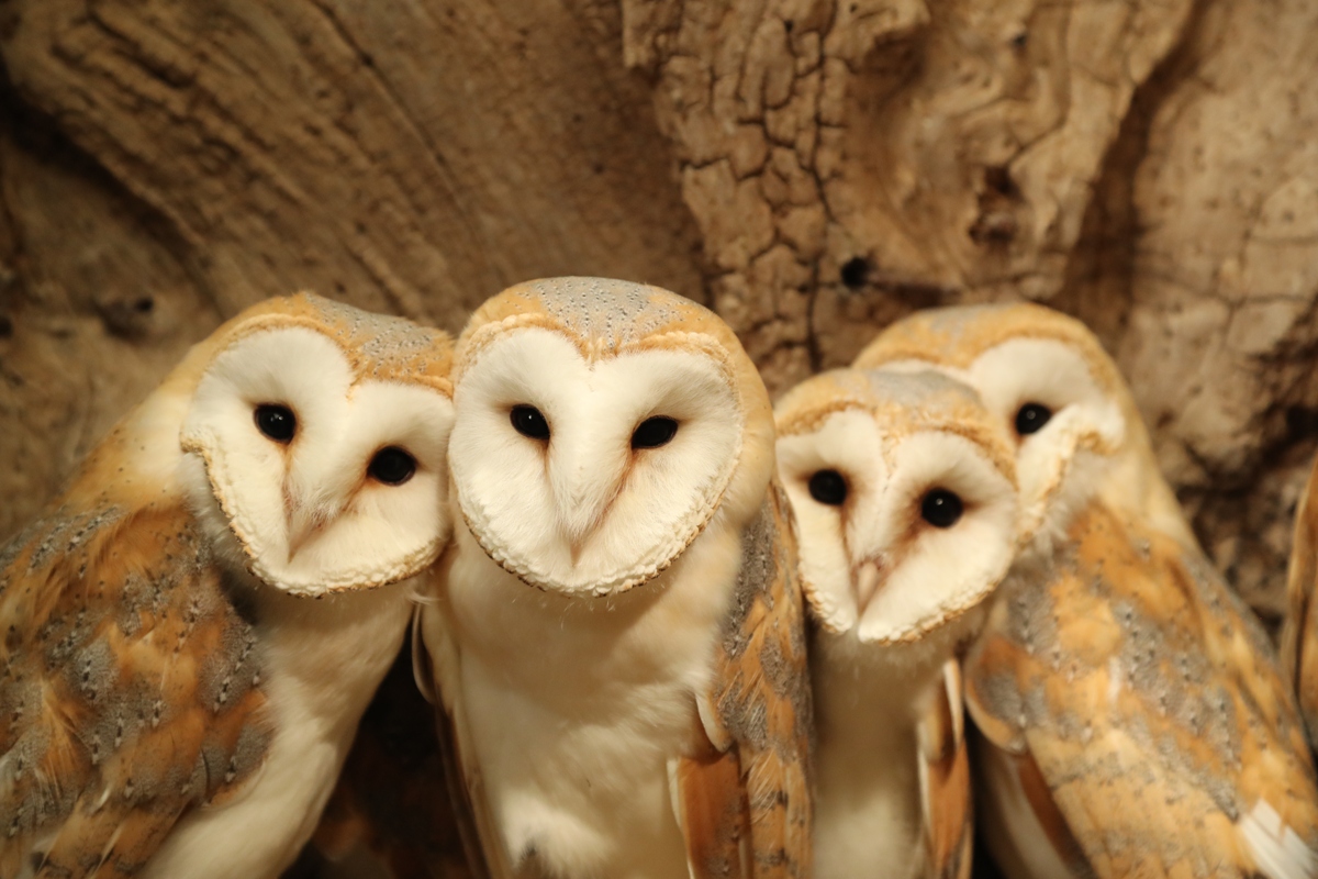 Barn Owl Chicks The Facts Wildlife Artist Robert E Fuller