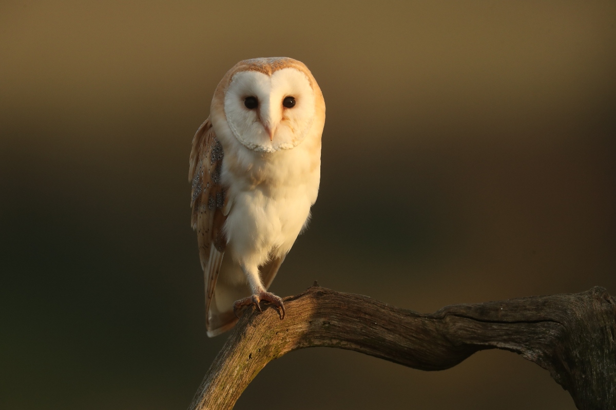 Barn owl perched on branchlooking directly at camera