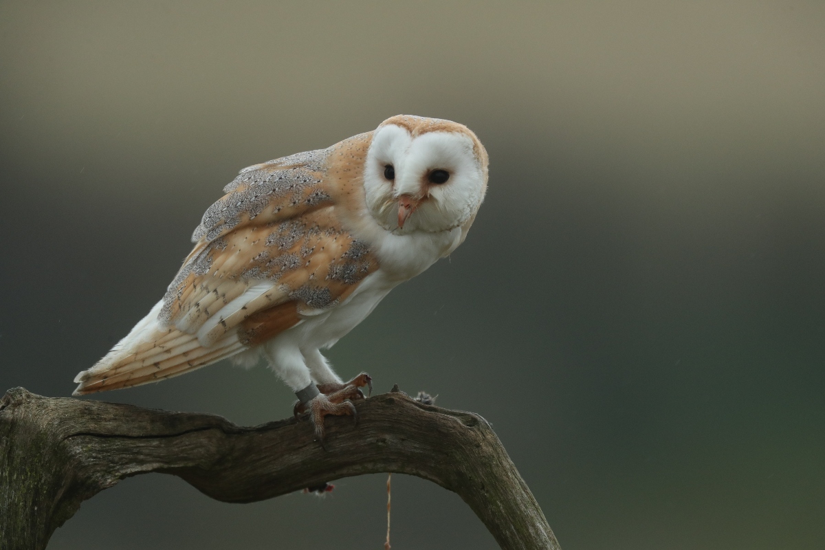 barn owl perched on branch with feathers under beak lifted