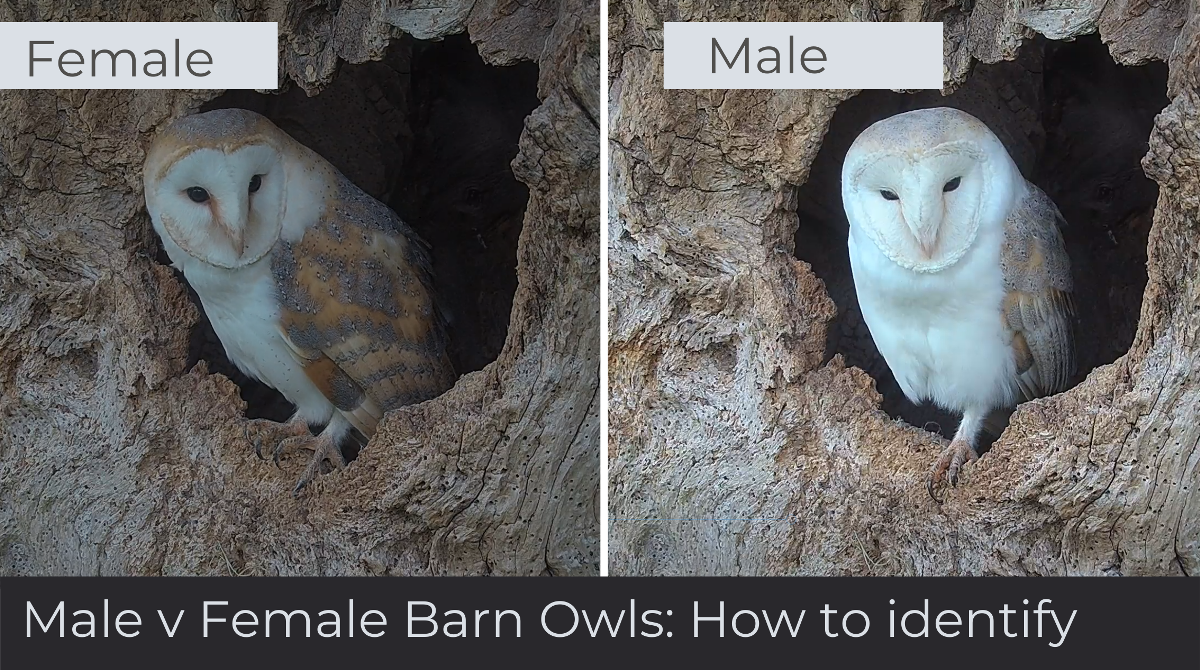 collage showing the difference between male and female barn owls