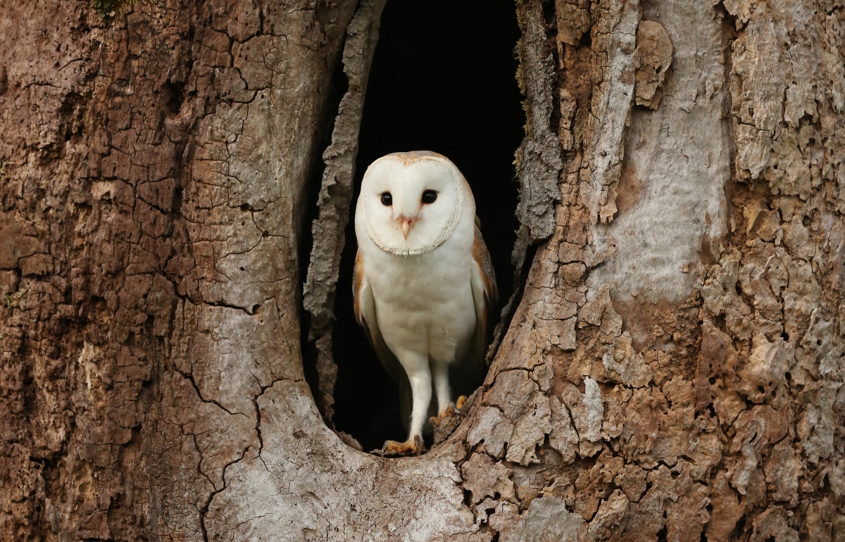 Barn owl facts | all about barn owls - Wildlife Artist Robert E Fuller